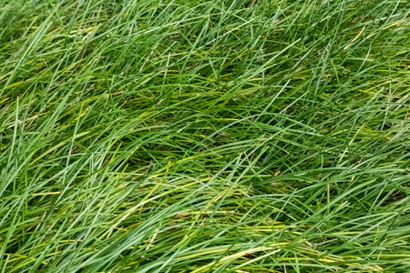 Ophiopogon bodinieri a summer flowering green evergreen clump forming plant with a small purple or...