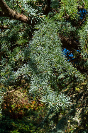 African Cedar (Cedrus atlantica) tree an evergreen tree with green pine needle shaped leaves, stock...