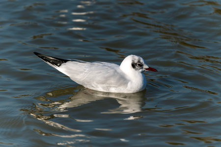 Black headed Gull ( Larus ridibundus) a seagull waterfowl bird with a red bill and red legs, stock...
