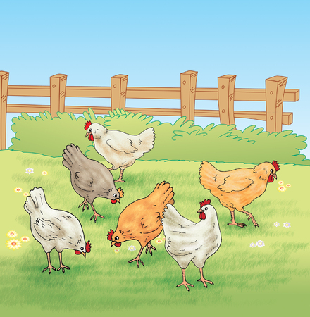 Chicken feeding in the farmの写真素材