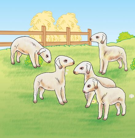 Lambs on The Farmの写真素材