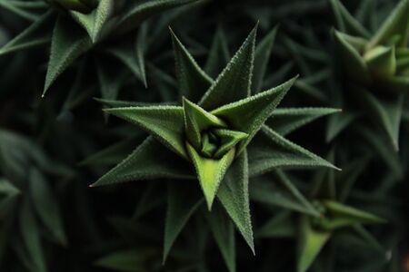 dark green  plant macro texture abstractの写真素材