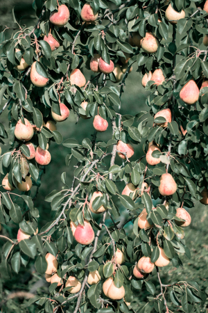 many Yellow red pears on the tree