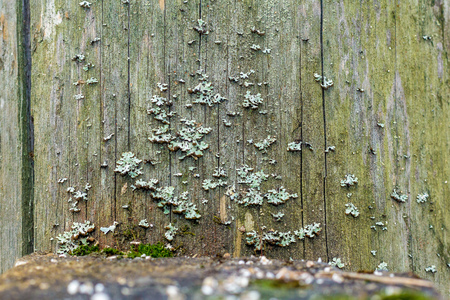Still life in the spring forestの写真素材