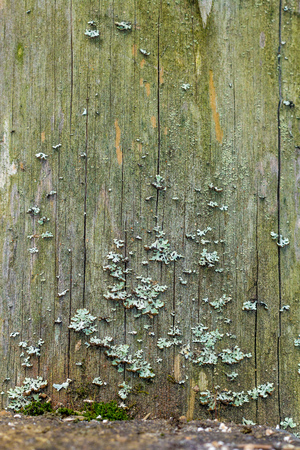 Still life in the spring forestの写真素材