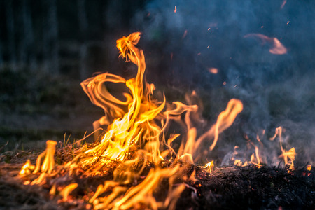 The flames of the fire burning the herb in the evening field, turning into coals and ashes with...