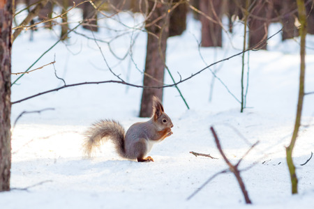 Hungry wild squirrel sitting on a tree in the spring forestの写真素材