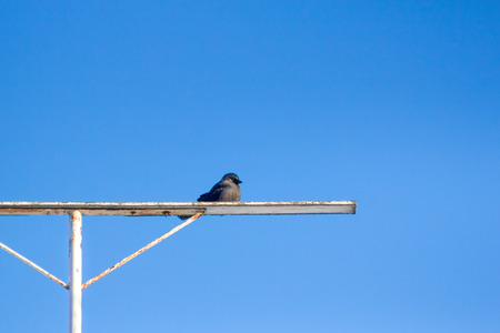 hungry wild bird  jackdaw on a blue skyの写真素材