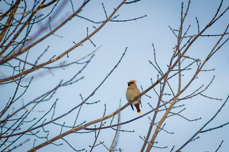 hungry wild bird whistle on a tree in spring forestの写真素材