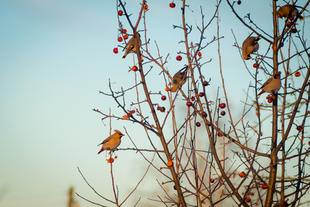 hungry wild birds whistle on a tree in spring forestの写真素材