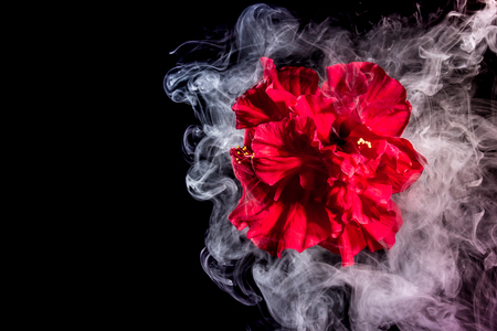 red tea rose flower in clouds of multicolored smoke on isolated black background with flashの写真素材
