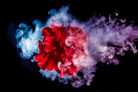 red tea rose flower in clouds of multicolored smoke on isolated black background with flashの写真素材