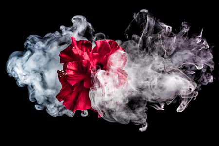 red tea rose flower in clouds of multicolored smoke on isolated black background with flashの写真素材