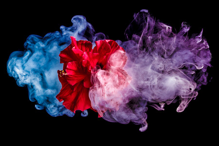 red tea rose flower in clouds of multicolored smoke on isolated black background with flashの写真素材