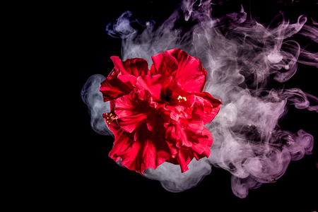 red tea rose flower in clouds of multicolored smoke on isolated black background with flashの写真素材