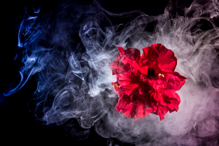 red tea rose flower in clouds of multicolored smoke on isolated black background with flashの写真素材