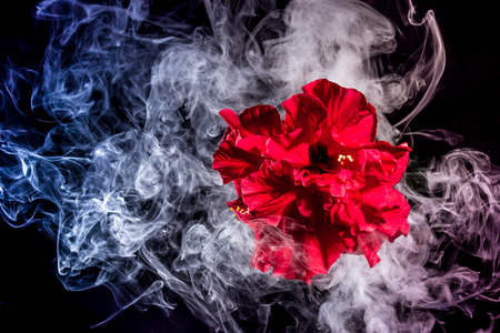 red tea rose flower in clouds of multicolored smoke on isolated black background with flashの写真素材