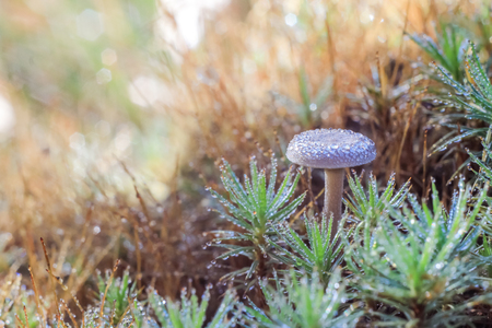 macro shot of one little fresh mushroom at dawn of a spring morning in the grass with drops of dew...
