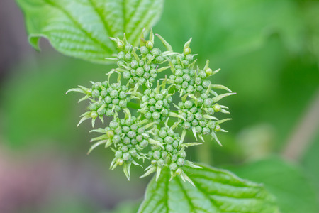Close-up photo of spring young fresh leaves on tree branches with buds on the blurred background and...