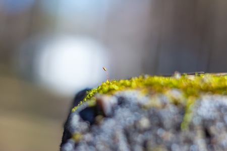 Natural still life in the spring forest with different types of moss, plants and insects on the surface of the tree as a backgroundの写真素材