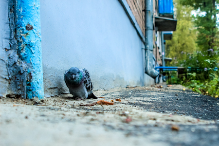 close-up of one pigeon sick dying in the city yard depressing atmosphere on the backgroundの写真素材