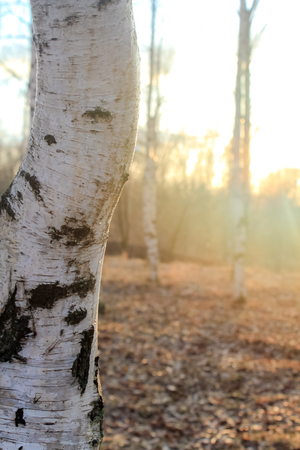 morning fog in the birch grove among the trees in the sun mystical atmosphereの写真素材