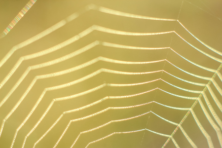 Close-up of abstract drops on a dry plant on a web with variable focus and blurred background in the rays of the rising sunの写真素材