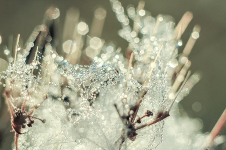 Close-up of abstract drops on a dry plant on a web with variable focus and blurred background in the rays of the rising sunの写真素材