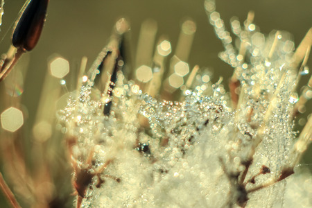 Close-up of abstract drops on a dry plant on a web with variable focus and blurred background in the rays of the rising sunの写真素材