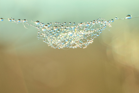 Close-up of abstract drops on a dry plant on a web with variable focus and blurred background in the...