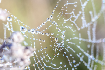 Close-up of abstract drops on a dry plant on a web with variable focus and blurred background in the rays of the rising sunの写真素材