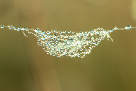 Close-up of abstract drops on a dry plant on a web with variable focus and blurred background in the rays of the rising sunの写真素材