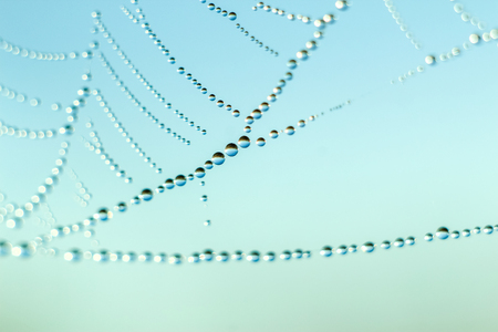 Close-up of abstract drops on a dry plant on a web with variable focus and blurred background in the rays of the rising sunの写真素材