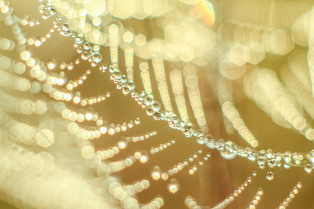 Close-up of abstract drops on a dry plant on a web with variable focus and blurred background in the rays of the rising sunの写真素材