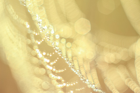 Close-up of abstract drops on a dry plant on a web with variable focus and blurred background in the rays of the rising sunの写真素材