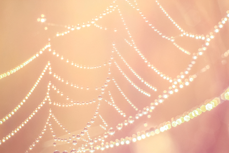 Close-up of abstract drops on a dry plant on a web with variable focus and blurred background in the rays of the rising sunの写真素材