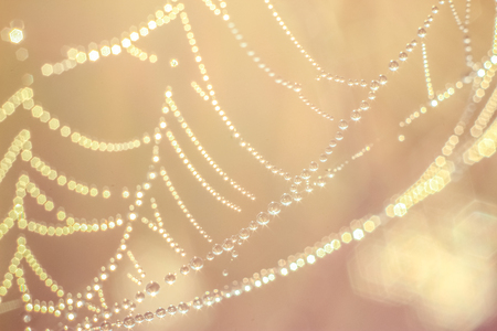 Close-up of abstract drops on a dry plant on a web with variable focus and blurred background in the rays of the rising sunの写真素材