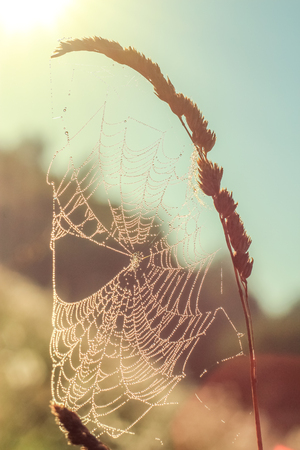 Close-up of abstract drops on a dry plant on a web with variable focus and blurred background in the rays of the rising sunの写真素材