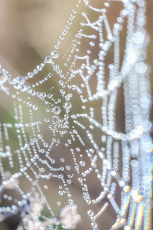 Close-up of abstract drops on a dry plant on a web with variable focus and blurred background in the rays of the rising sunの写真素材