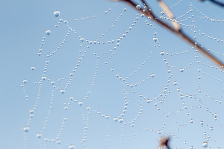 Close-up of abstract drops on a dry plant on a web with variable focus and blurred background in the rays of the rising sunの写真素材
