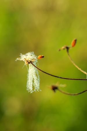 Close-up of abstract drops on a dry plant on a web with variable focus and blurred background in the rays of the rising sunの写真素材