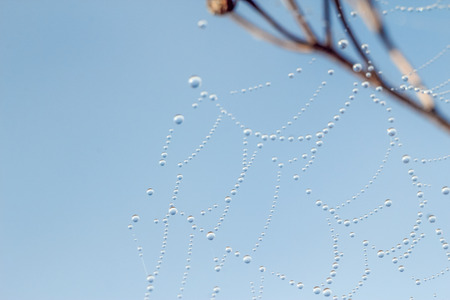 Close-up of abstract drops on a dry plant on a web with variable focus and blurred background in the rays of the rising sunの写真素材