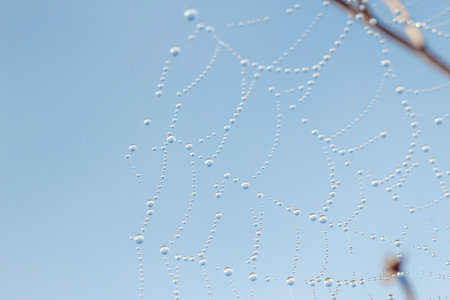 Close-up of abstract drops on a dry plant on a web with variable focus and blurred background in the rays of the rising sunの写真素材