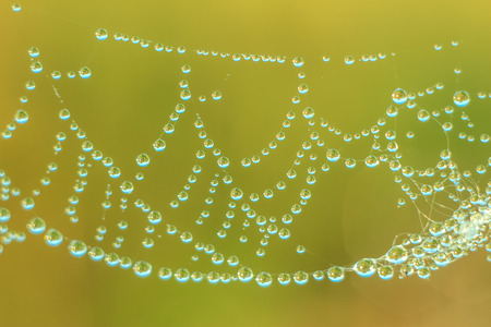 Close-up of abstract drops on a dry plant on a web with variable focus and blurred background in the rays of the rising sunの写真素材
