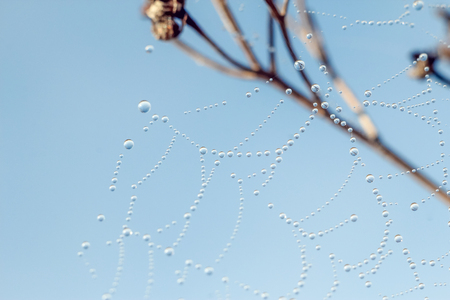Close-up of abstract drops on a dry plant on a web with variable focus and blurred background in the rays of the rising sunの写真素材