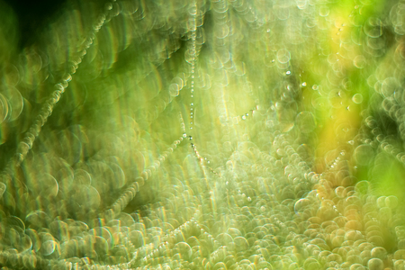 Close-up of abstract drops on a dry plant on a web with variable focus and blurred background in the rays of the rising sunの写真素材