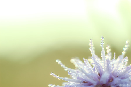 Close-up of abstract drops on a dry flower with variable focus and blurred background in the rays of the rising sunの写真素材