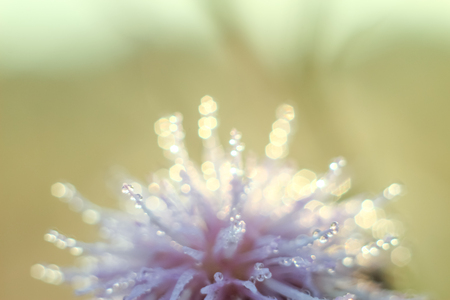 Close-up of abstract drops on a dry flower with variable focus and blurred background in the rays of the rising sunの写真素材