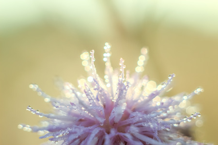 Close-up of abstract drops on a dry flower with variable focus and blurred background in the rays of the rising sunの写真素材