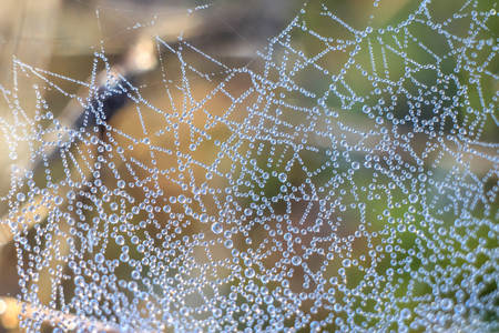 Close-up of abstract dew drops on a dry plant on a web with variable focus and blurred background in the rays of the rising sun in forestの写真素材